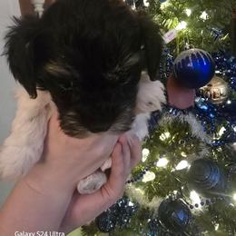 Mally - Black and white female Havanese puppy in Melba, Idaho from Lawson Havanese