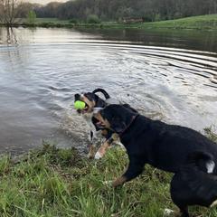 Entlebucher Mountain Dog Puppies from Ironclad