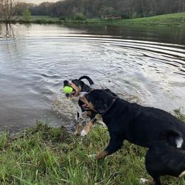 Entlebucher Mountain Dog Puppies from Ironclad