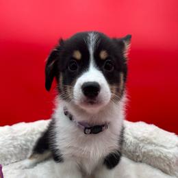 Holly - Black and tan female Pembroke Welsh Corgi puppy in Minooka, Illinois from Lucky J Corgis