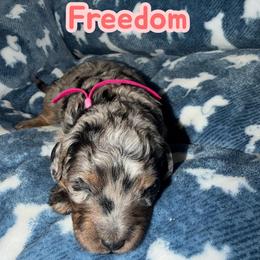 Freedom - Merle female Bernedoodle puppy in Beecher, Illinois from Erica’s Doodles
