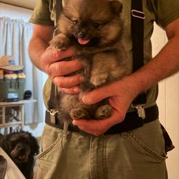Cricket - Orange sable male Pomeranian puppy in Glen St Mary, Florida from Majestic poms