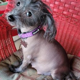 Chinese Cresteds from Mini Blessings Kennel