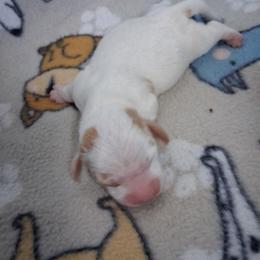 Boy 1 - Piebald male Dachshund puppy in Claremont, North Carolina from The Mini Farmhouse