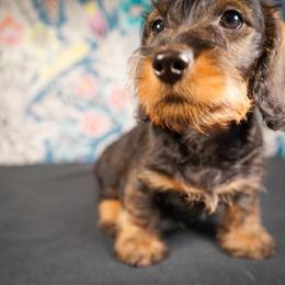 Dachshund Puppies from Shining A Lowriders & Co.