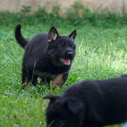 Blue collar - Bi-color male German Shepherd puppy in Inverness Highlands South, Florida from Von der Tetiaroa German Shepherd dogs
