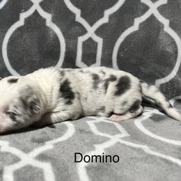 Domino - Light Blue collar - Slate merle male Border Collie puppy in Crawfordsville, Indiana from Rescued Dreams Border Collies