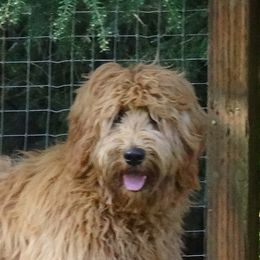 Cassie - Australian Labradoodle