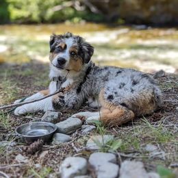 Australian Shepherd Puppies from Middle Fork Australian Shepherds