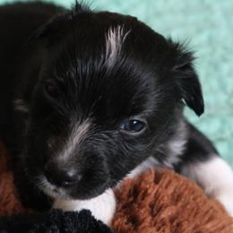 Krypto - Black & white male Miniature American Shepherd puppy in Detroit, Michigan from Double Moon