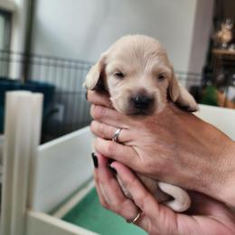 Gray Boy - Scoop - Cream male Dachshund puppy in Madison, Wisconsin from CC's Dachshunds