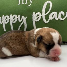 Linden - Red and white female American Corgi puppy in Scottown, Ohio from Wyndy Ridge Corgis