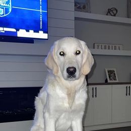 Golden Retriever All Grown Up from Vicki Wall's Golden Retrievers