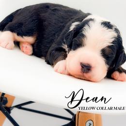 Dean - Tri-color male Bernedoodle puppy in Tipton, Indiana from Country Creek Doodles
