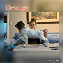 Girl 3 - Liver and white female German Wirehaired Pointer puppy in Umatilla, Florida from Double D Picards and GWPs