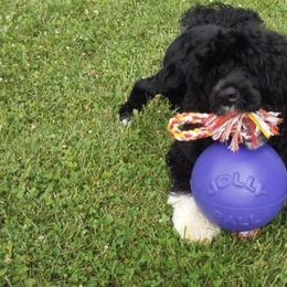 Portuguese Water Dog Puppies from Maritimo Portuguese Water Dogs