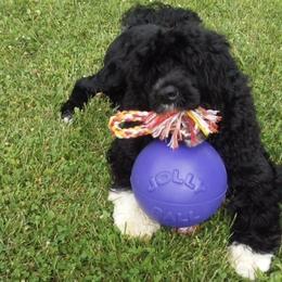 Portuguese Water Dog Puppies from Maritimo Portuguese Water Dogs