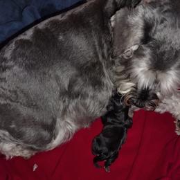 Boy 1 - Black and silver male Miniature Schnauzer puppy in Atascadero, California from Zion Miniature Schnauzers