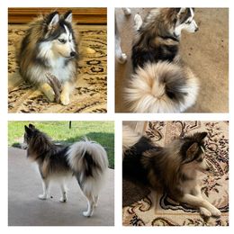 Kyra - Pomsky