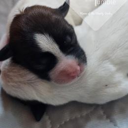 Russell Terrier Puppies from Hanna Kirkpatrick