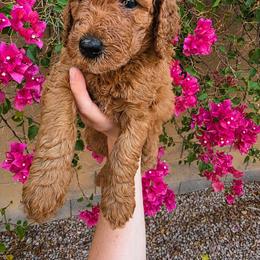 Sprite - Red  female Poodle puppy in Mesa, Arizona from Desert Doodles