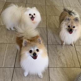 Pomeranian Puppies from Jonna's Poms