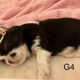 Girl 3 - Shih Tzu puppy in Silver Lake, Oregon from Bling Shih Tzu