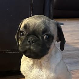 Snow - Fawn female Pug puppy in Indian Trail, North Carolina from Love Pugs