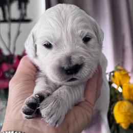 Girl 1 - Light golden female Golden Retriever puppy in Lake Hughes, California from Golden Hills Retrievers