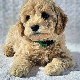 Cavapoo, Goldendoodle, and Labradoodle Puppies from Curls and Camo Pups