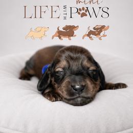 Ash(blue) - Black and tan male Dachshund puppy in Palm Bay, Florida from Life With Mini Paws