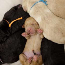 Labrador Retriever puppies from UC Labradors LLC