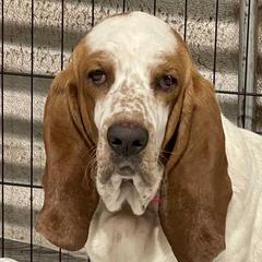 Lilly - Basset Hound