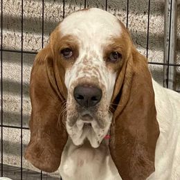 Lilly - Basset Hound