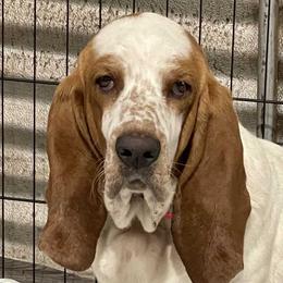 Lilly - Basset Hound