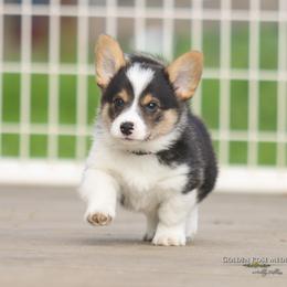 Red Collar Boy - TRIPLE CLEAR - Black and tan male Pembroke Welsh Corgi puppy in Lockeford, California from Golden Rose Corgis
