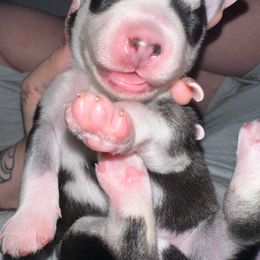 Siberian Husky Puppies from Husky Breeds