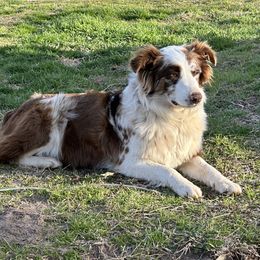 Reece - Australian Shepherd