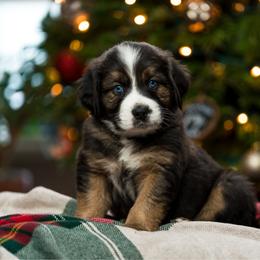 Onyx - male Australian Mountain Doodle puppy in Cortez, Colorado from Sassy Pants Pups