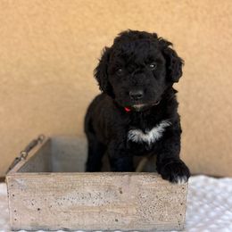Ron Weasley - Black male Bordoodle puppy in Valley Center, California from Circle R Valley Farms