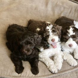Australian Labradoodle Puppies from Oodles Of Fluffy Doodles