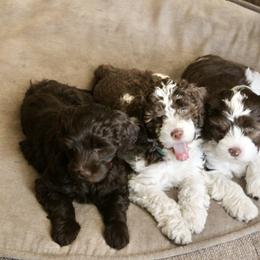 Australian Labradoodle Puppies from Oodles Of Fluffy Doodles