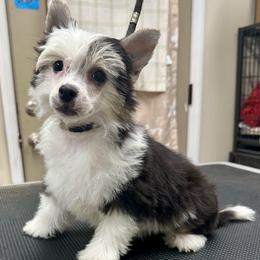 Puff boy - Black white and tan male Chinese Crested puppy in Rockvale, Tennessee from Cosmic Chinese Cresteds & Wind-Echo Poodles