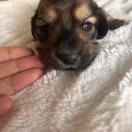 Boy 3 brownie - Chocolate and tan male Dachshund puppy in Pueblo, Colorado from Nikas Baby Beanz LH Dachshunds