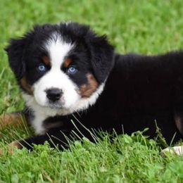 Australian Shepherd Puppies from Saddle Creek Australian Shepherds