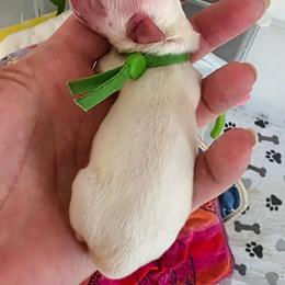 Boy 1 (TBA) - Cream male Chihuahua puppy in Jacksonville, Florida from Precious Paws of Florida - Chihuahuas