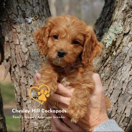 Cockapoo Puppies from Chesley Hill Cockapoos