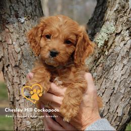 Cockapoo Puppies from Chesley Hill Cockapoos