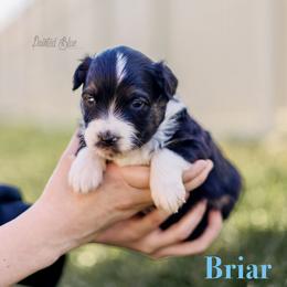 Briar - Black tri male Miniature American Shepherd puppy in Herriman, Utah from Painted Blue Aussies