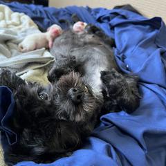 Shorkie Puppies from Lee's Pups